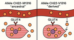 Allèles CH22-M1316 et CH22-V1316