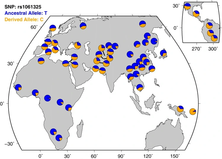 Répartition des allèles ancestraux et dérivés à l'échelle mondiale
