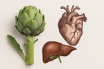Artichaut, coeur, foie